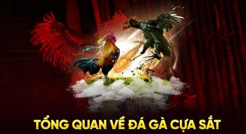 Đá gà cựa sắt và đá gà cựa dao khác nhau ở loại cựa