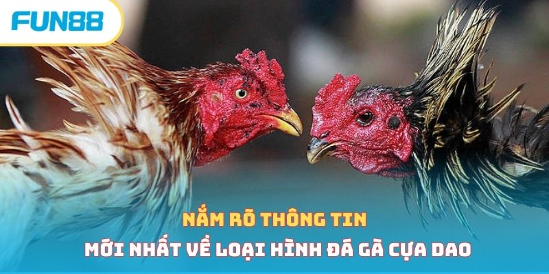 Tổng quan về đá gà cựa dao