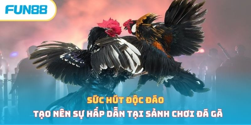 Sức hút của đá gà cựa dao
