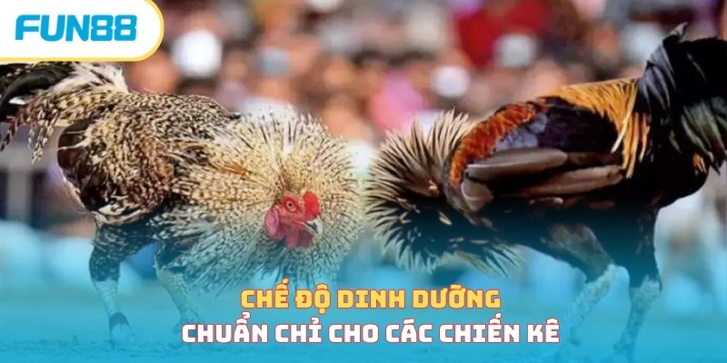 Thực phẩm bổ sung trong cách nuôi gà đá