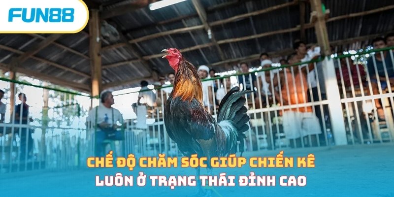 Tắm nắng và om bóp trong cách nuôi gà đá