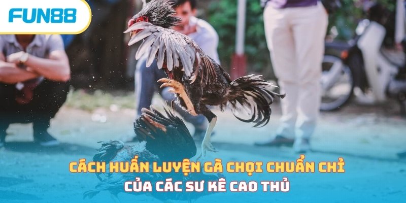 Huấn luyện thể lực trong cách nuôi gà đá